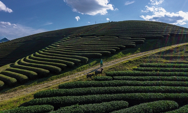 View - 	Moc Chau tea hills in fog